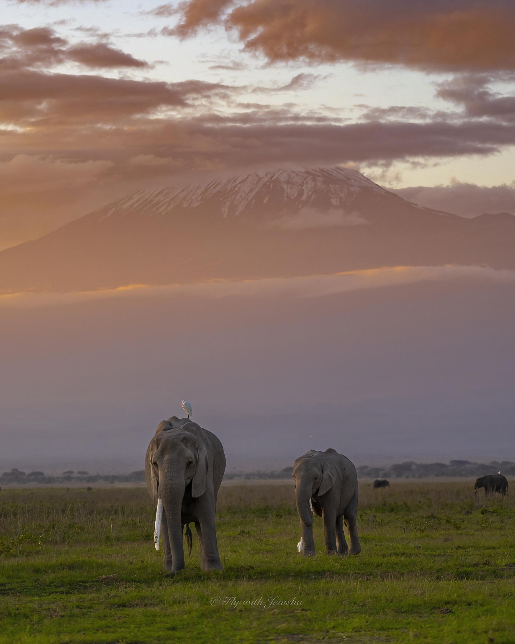 Elephant