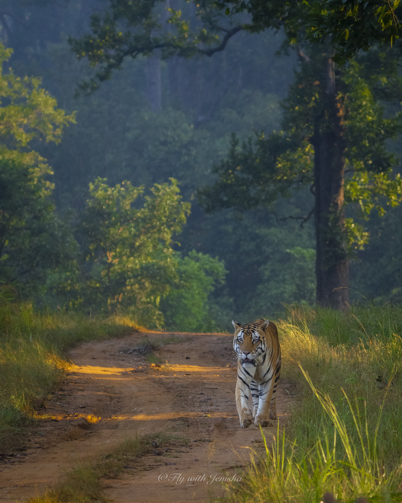 Tiger in water